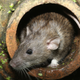 Illustration for article titled Chicago Is Giving Rats Birth Control